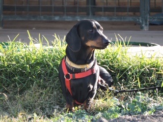 Dogs Daschund in Harness.jpeg